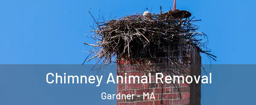  Chimney Animal Removal Gardner - MA