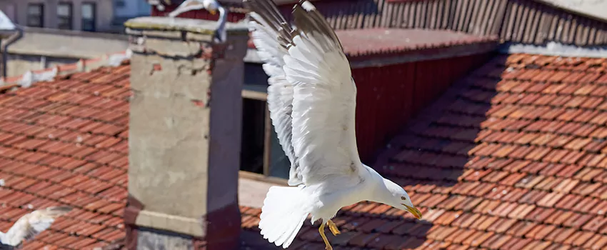 Residential Chimney Animal Removal Solution in Gardner, MA
